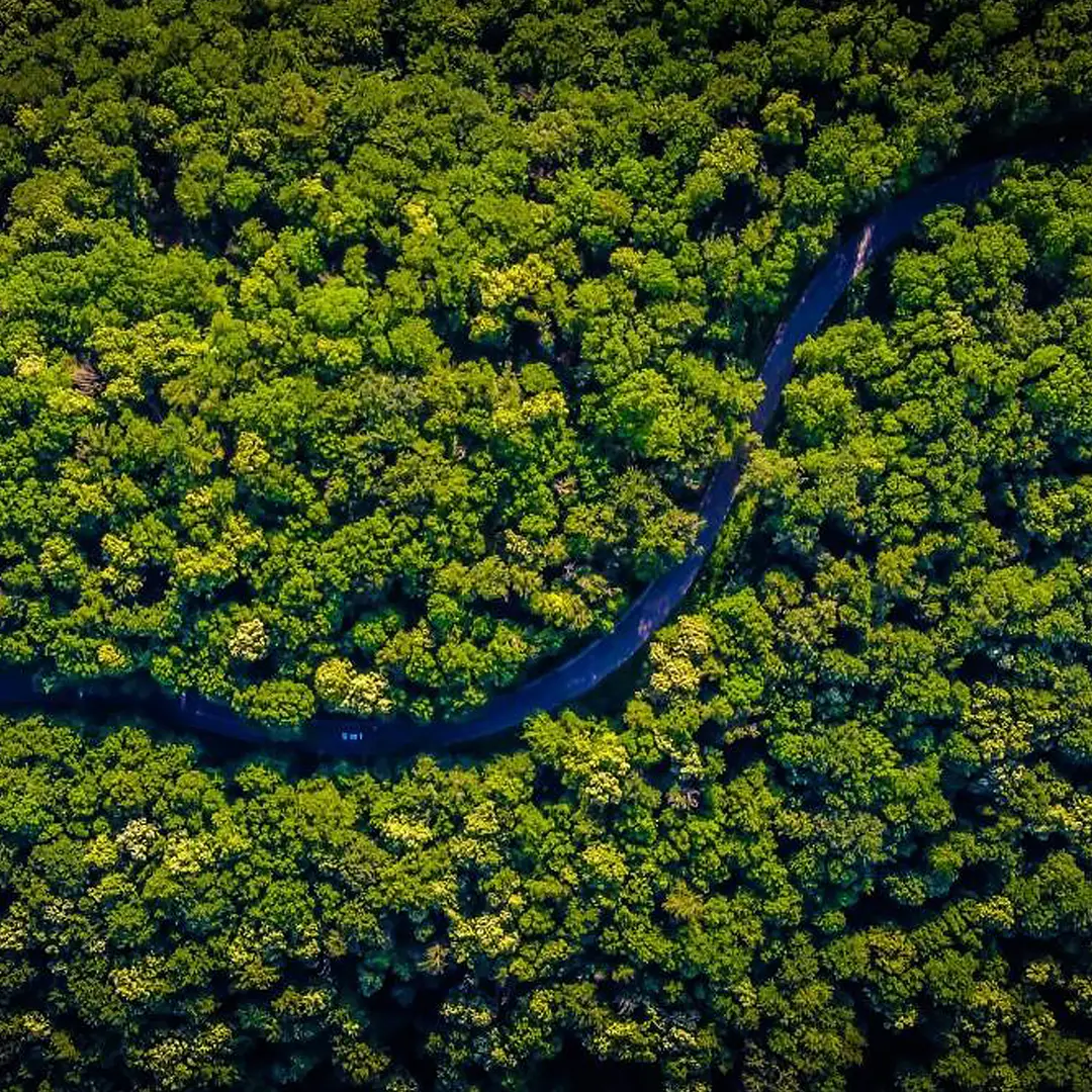 bird view of forest about conservation-of-forests